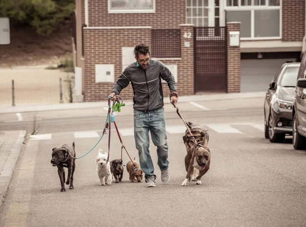 Paseador Profesional Perros Niñera Mascotas Paseando Paquete Lindos Perros Diferentes — Foto de Stock