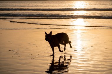 Alman çoban köpeği tasma kapalı çalışan ve gün batımında bir dost köpek plajda oynuyor. Pet dostu tatil hedef reklam ve köpek severler görüntü ve veteriner arka planlar reklam.