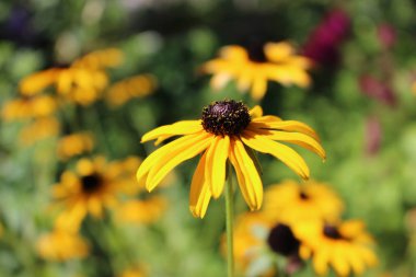 Açıklıktaki bir çiçek