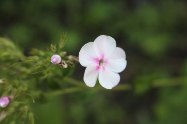 Açıklıktaki bir çiçek