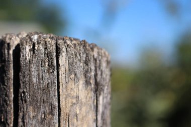 Bahçedeki çok eski bir kütük.