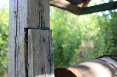 Eski kuyu ağaçların çalılıklarında saklanıyordu.