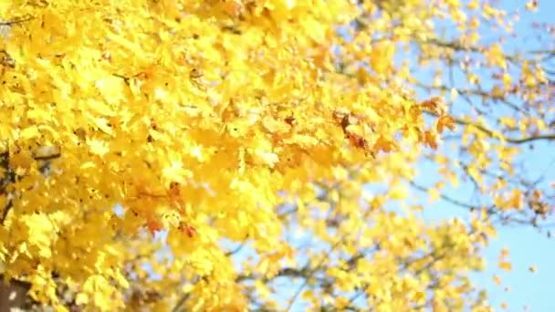 Outono Folhas Douradas Balançando Vento — Vídeo de Stock