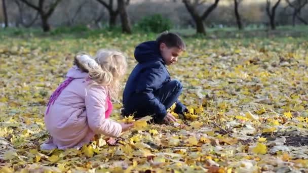 兄と妹は秋の公園で葉を収集します — ストック動画
