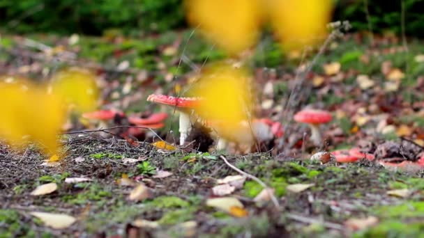Belos Cogumelos Que Crescem Entre Folhas Outono Tampas Vermelhas Toadstools — Vídeo de Stock