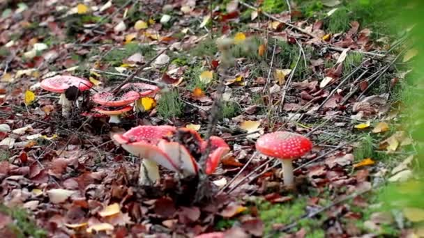 美しいキノコは秋の葉の間で成長しています 毒キノコの赤キャップ — ストック動画
