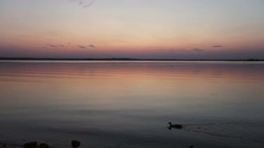 Yaban ördeği gün batımında gölde yüzer.