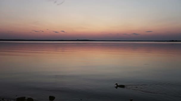 Wilde eend drijft bij zonsondergang op het meer. — Stockvideo
