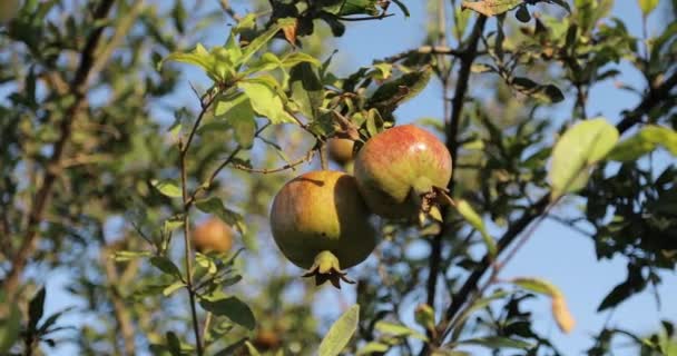 Green pomegranates are on a tree. — 비디오