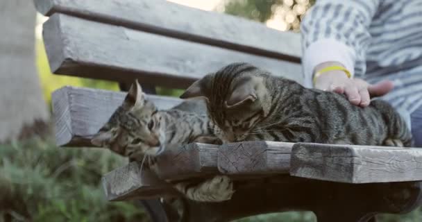 Dwa kociaki bawią się na ławce w parku. — Wideo stockowe