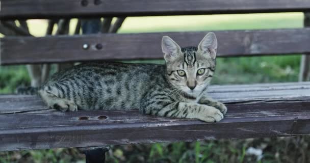 Un chaton de couleur tigre repose sur un banc de parc . — Video