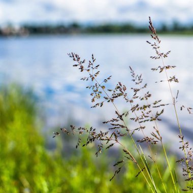 Çim closeup riverside