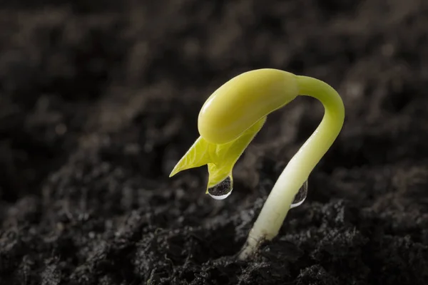 Bean seed growing out from soil — Stock Photo, Image