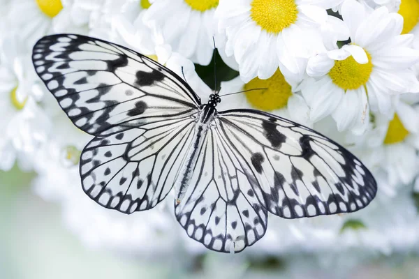 Borboleta alimentando-se de flores brancas (borboleta tigre ) — Fotografia de Stock