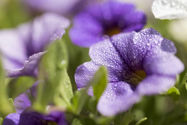 다채로운 피튜니아 꽃의 촬영을 닫습니다 — 스톡 사진