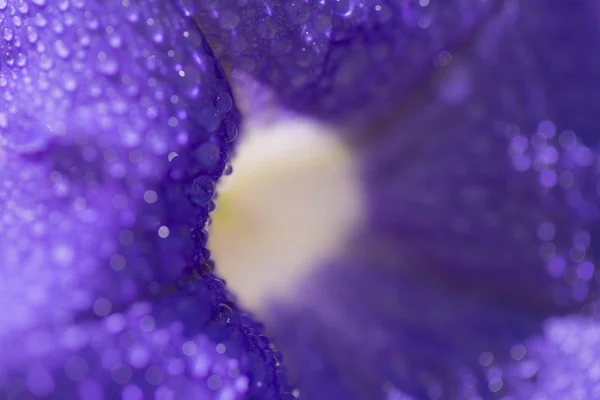 Κοντινό σουτ του πολύχρωμο πετούνια λουλούδι — Φωτογραφία Αρχείου
