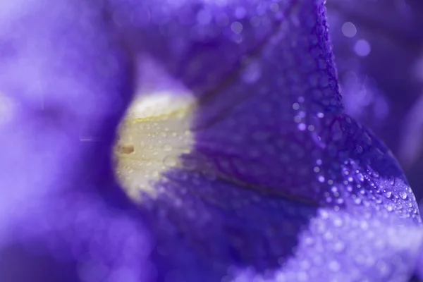 Közelről lőni a színes petunia virág — Stock Fotó