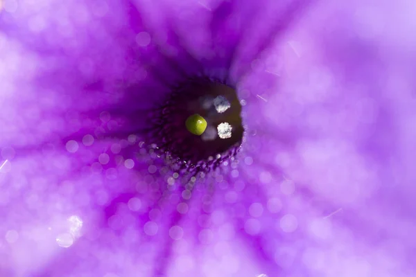 De cerca brote de flor de petunia colorido —  Fotos de Stock