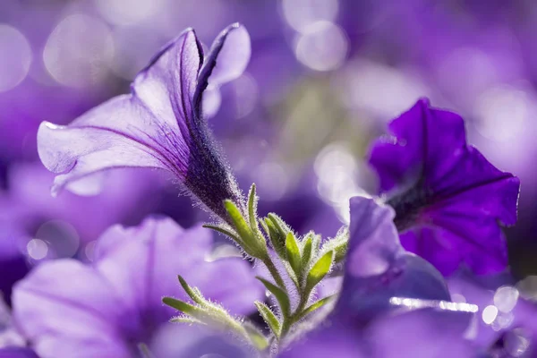 다채로운 피튜니아 꽃의 촬영을 닫습니다 — 스톡 사진