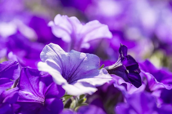 De cerca brote de flor de petunia colorido —  Fotos de Stock