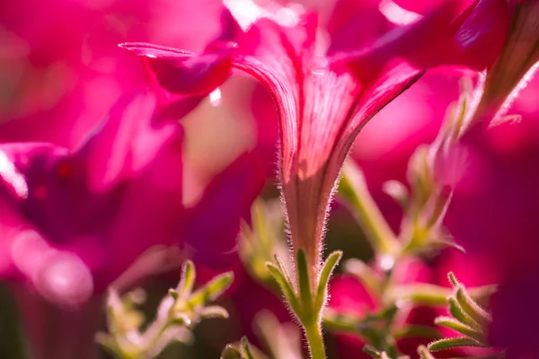 Közelről lőni a színes petunia virág — Stock Fotó