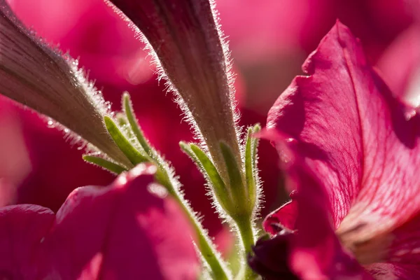 Közelről lőni a színes petunia virág — Stock Fotó