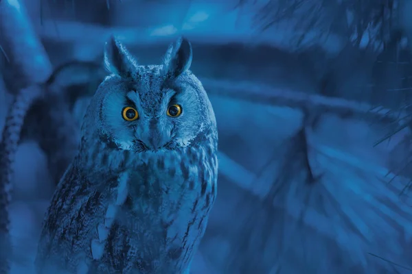Portrait of owl with piercing orange eyes on gloomy blue backgro — Stock Photo, Image