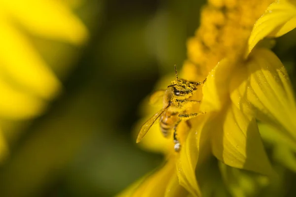 ヒマワリの種を受粉をミツバチのマクロの表示 — ストック写真