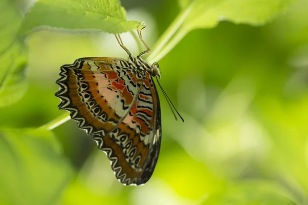 Nahaufnahme Trieb des Schmetterlings mit weichem grünen Hintergrund. — Stockfoto