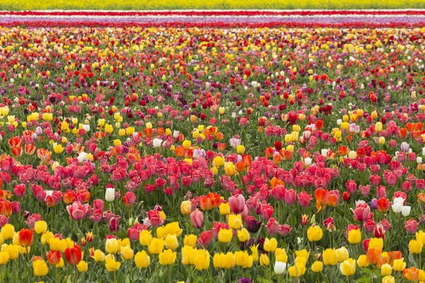Beau champ de tulipes colorées au printemps . — Photo