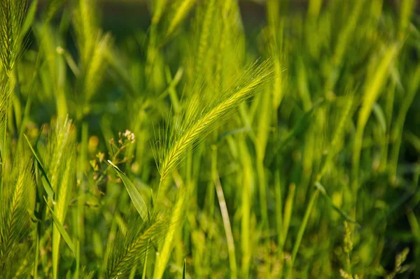 Vahşi buğday kulak çim ortasında Close-up