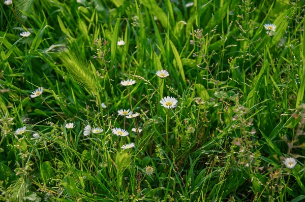 Gros plan sur l'épi de blé sauvage et les fleurs de marguerite — Photo