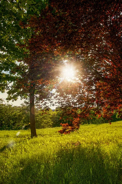 在草坪上的树木的看法, 与日落的光芒 — 图库照片