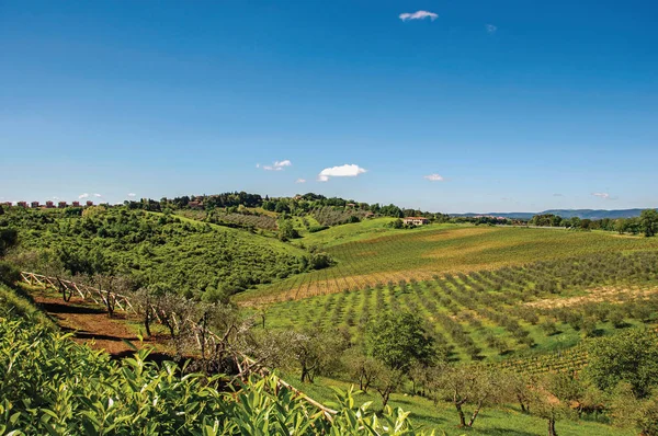 Panoramica di ulivi e colline con villa in cima — Foto Stock