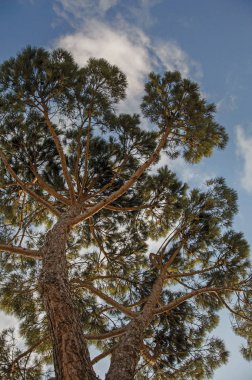 Çam ağaçlarının Tuscan kırsal arka planda yakın çekim