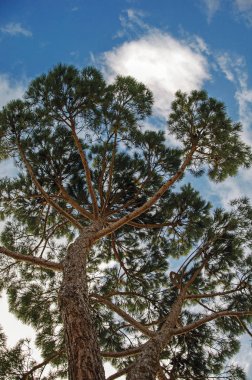 Çam ağaçlarının Tuscan kırsal arka planda yakın çekim