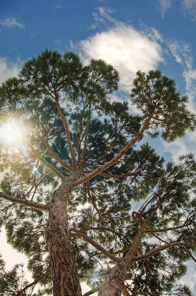 Close-up van pijnbomen op achtergrond op het Toscaanse platteland — Stockfoto