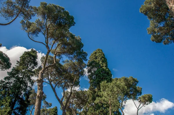 Weergave van pine boomtoppen in het park Villa Borghese in Rome — Stockfoto