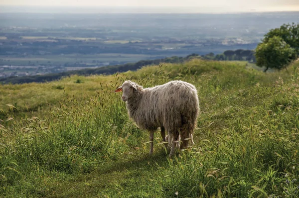 Primer plano de ovejas, campos, bosques y colinas cerca de la ciudad de Frascati —  Fotos de Stock