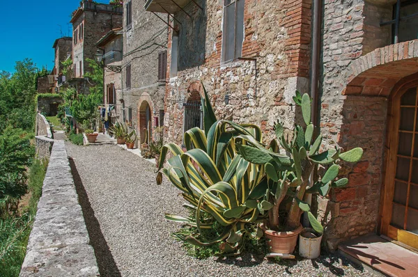 Vista de la calle con pasarela de guijarros, plantas de cactus y cielo azul en Colle di Val d 'Elsa . — Foto de Stock
