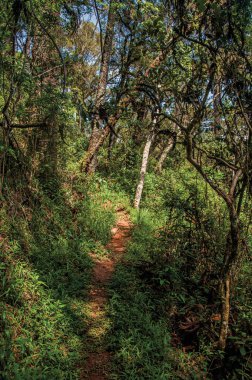 İzi Campos yakınındaki Horto Florestal kapalı çam ormanda ortasında görünümünü yapmak Jordao