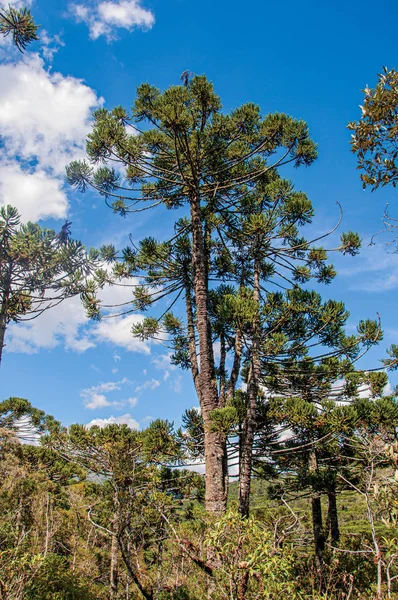 View van boomtoppen in het midden van een dennenbos in Horto Florestal, in de buurt van Campos do Jordão — Stockfoto