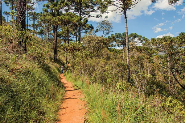 Vista del sendero con gente en bosque de pinos en el Horto Florestal, cerca de Campos do Jordao — Foto de Stock