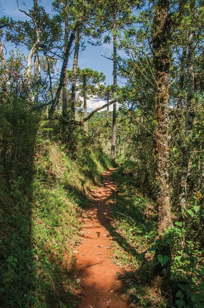 Vue du sentier au milieu de la pinède fermée de Horto Florestal, près de Campos do Jordao — Photo