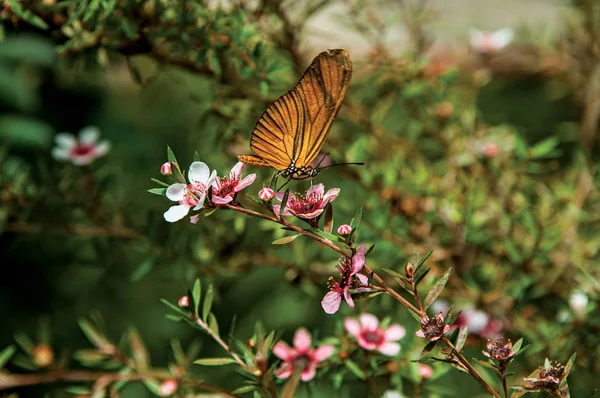 Horto Florestal、カンポス ・ ド ・ ジョルダンの近くの花の上にカラフルな蝶のクローズ アップ — ストック写真