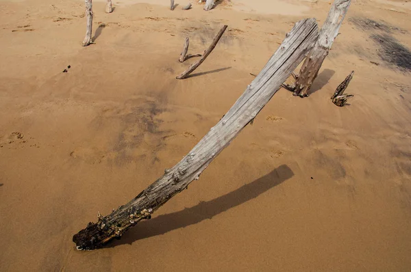 Primo piano di ceppo di legno sepolto nella sabbia nella giornata nuvolosa a Paraty Mirim, una spiaggia tropicale vicino a Paraty — Foto Stock