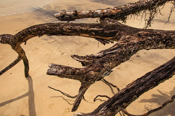 Primo piano di ramoscelli contorti sepolti nella sabbia di Paraty Mirim — Foto Stock