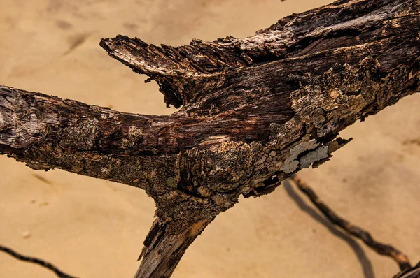 Detail z pokroucené větvičky pohřben v písku Paraty Mirim — Stock fotografie