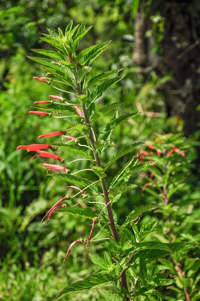 Detail červený květ ve statku nedaleko města Joanopolis. — Stock fotografie