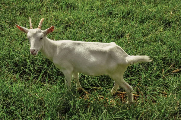 Gros plan de la chèvre à côté d'une clôture dans une ferme près du village de Joanpois . — Photo